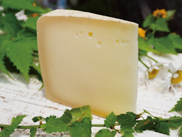 Japan cheesemaker wins an award with Swiss cows