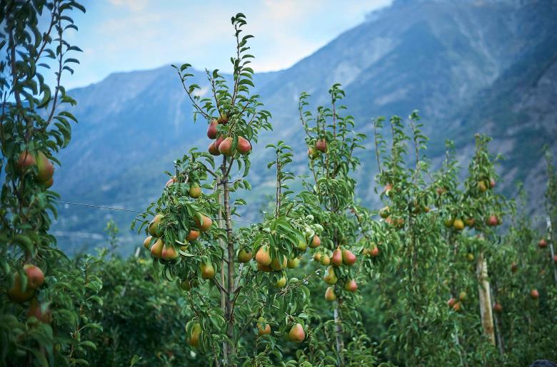 Swiss pear a fruit of perseverance and expertise